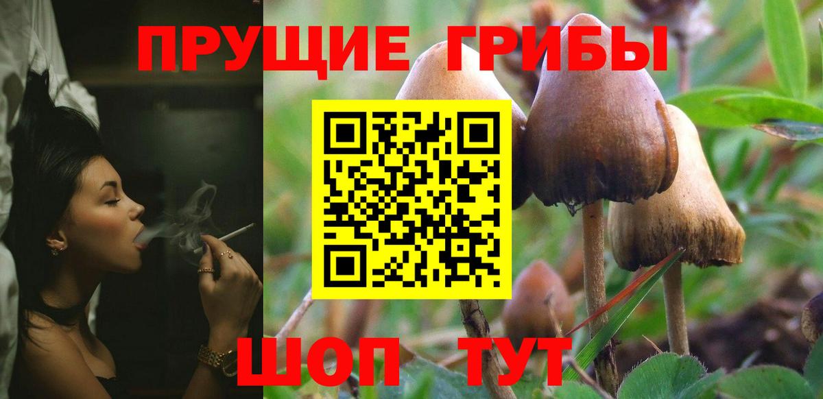 Псилоцибиновые грибы Cubensis  Вход с VPN  Сибай 